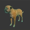 Brown Mastiff Dog Standing On Dark Reflective Floor In Studio 3d model