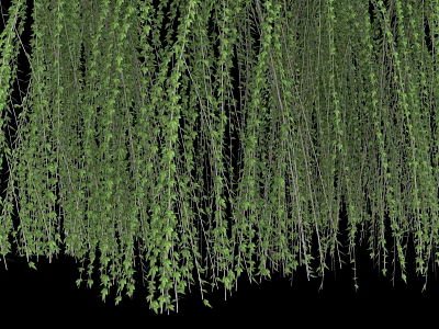 Graceful Weeping Willow Scenery With Lush Green Hanging Branches And Leaves 3d model