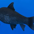 Detailed Black Aquatic Fish With Shiny Scales Side View On Blue Background