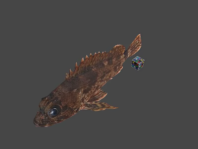 Brown Fish With Large Eyes And Colorful Rubik's Cube On Gray Background 3d model
