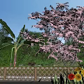 Garden Landscape With Pink Flowering Tree Banana Palm Bamboo Fence Yellow And Red Flowers