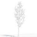 Leafless Tree with Straight Trunk Against Blue Sky and White Clouds 3d model