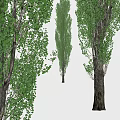 Various Types of Arbor Trees With Lush Green Leaves and Textured Trunks