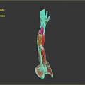 Medical Device Anatomical Arm Model Displaying Detailed Muscle And Vessel Structures