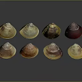 Colorful Mollusk Shells Displaying Various Patterns And Natural Textures On Dark Surface