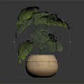 Monstera Plant With Large Green Leaves In Golden Textured Pot On Shiny Surface