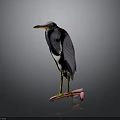 Tricolored Heron With Orange Beak Standing On Pink Skateboard Against Dark Background