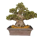 Bonsai Tree With Twisted Trunk Lush Green Leaves In Square Terracotta Pot Yellow Pebbles