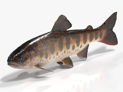 Spotted Aquatic Fish With Sleek Body Black Brown Markings Fins Tail Isolated On White 3d model