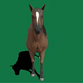 Brown horse with white forehead black mane white hooves standing on green background with shadow