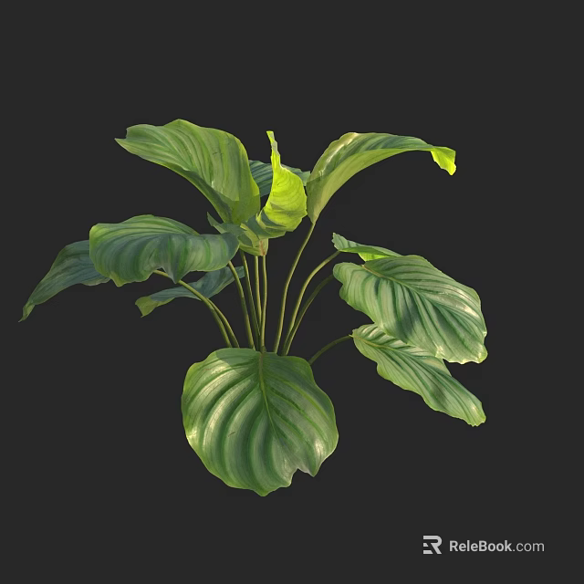 Fresh Green Leafy Plant With Large Veined Leaves On Black Background 3d model 