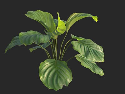 Fresh Green Leafy Plant With Large Veined Leaves On Black Background 3d model
