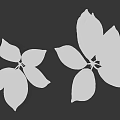 Two Sets of Fresh Green Plant Leaves Displayed on Clean Black Background