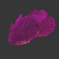 Distinctive Aquatic Animal With Black Body Large Mouth Fan Shaped Fins And Red Accents