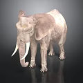 Realistic Elephant 3D Model With Long Tusks Large Ears And Trunk On Black Background