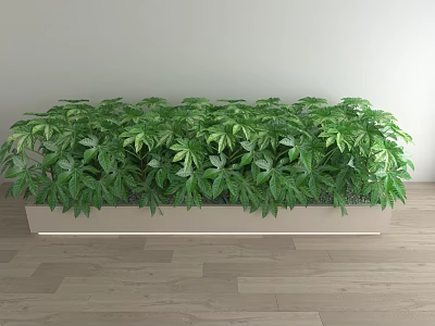 Bonsai Potted Plant In Long Rectangular Planter With Lush Green Leaves On Indoor Wooden Floor 3d model