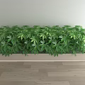 Bonsai Potted Plant In Long Rectangular Planter With Lush Green Leaves On Indoor Wooden Floor