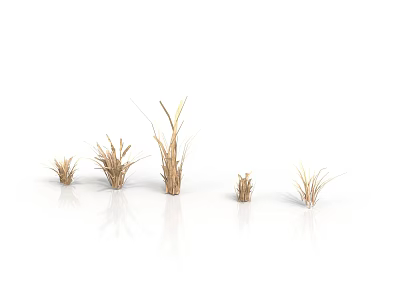 Dried Grass Plants Five Natural Specimens Displayed on White Background 3d model