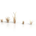 Dried Grass Plants Five Natural Specimens Displayed on White Background