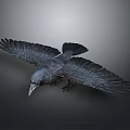 Black Crow Spreading Wings in Mid Flight With Detailed Feathers Against Gray Background