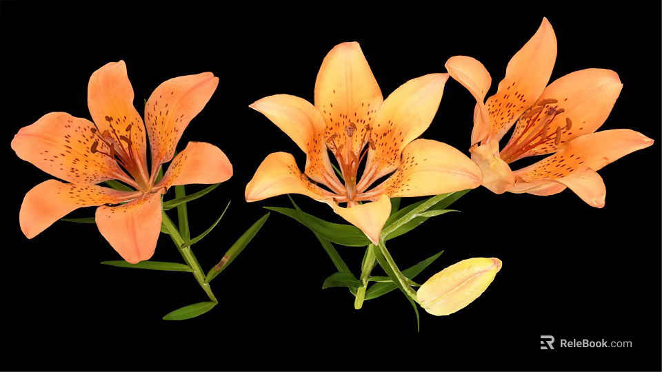 Orange Lily Flowers In Vase With Green Leaves On Black Background 3d model 