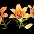 Orange Lily Flowers In Vase With Green Leaves On Black Background