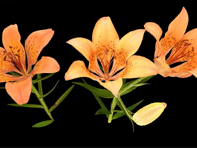 Orange Lily Flowers In Vase With Green Leaves On Black Background 3d model