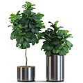 Various Green Potted Plants In Stylish Metal Pots For Indoor Decor