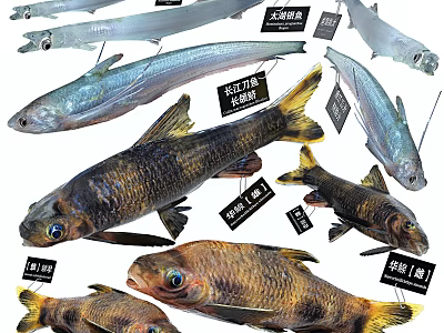 Various Freshwater Aquatic Fish Species With Distinctive Colors And Physical Features 3d model
