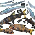 Various Freshwater Aquatic Fish Species With Distinctive Colors And Physical Features
