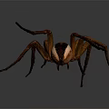 Brown Spider With Long Legs And Striped Body On Dark Background