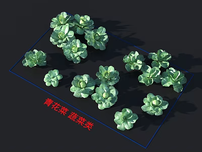 Fresh Green Broccoli Vegetables Arranged in Display for Retail Market Sale 3d model