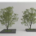 Lush Green Arbor Trees In Square Concrete Planters For Garden Design