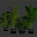 Green Indoor Plants with Various Large Leaf Types in Black Pots with White Decorative Patterns