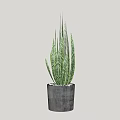 Green Striped Leaf Potted Plant In Gray Concrete Pot For Home Decor