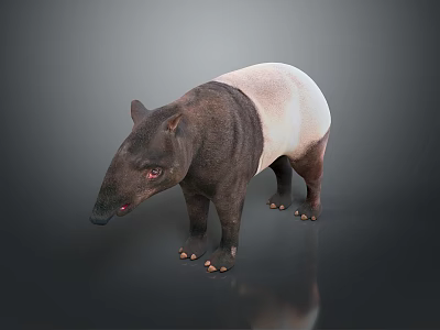 3D Rendered Tapir With Black And White Coat Long Snout On Reflective Isolated Background 3d model