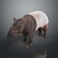 3D Rendered Tapir With Black And White Coat Long Snout On Reflective Isolated Background