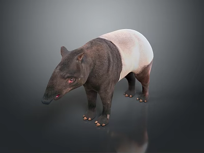 3D Rendered Tapir With Black And White Coat Long Snout On Reflective Isolated Background 3d model