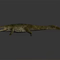 Realistic Crocodile 3D Model With Green And Brown Skin Open Mouth Crawling Posture