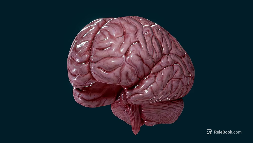 Detailed Human Brain 3D Rendering Showing Cerebral Cortex Folds And Structure 3d model 