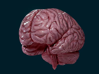 Detailed Human Brain 3D Rendering Showing Cerebral Cortex Folds And Structure 3d model