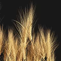 Bonsai Potted Wheat Plant with Golden Ears Slender Stems and White Pebbles Base