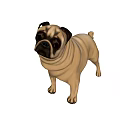 Realistic 3D Model of a Standing Pug with Light Brown Coat and Black Features