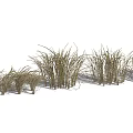 Lush Green Ornamental Grass Varieties For Garden Landscaping And Outdoor Design
