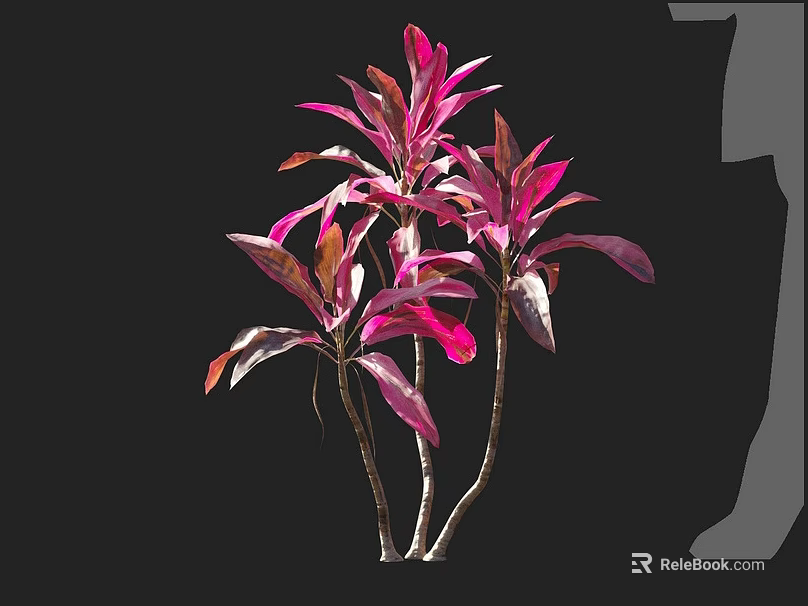Vibrant Pink and Purple Foliage Plant With Slender Stems For Indoor Decoration 3d model 