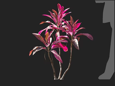 Vibrant Pink and Purple Foliage Plant With Slender Stems For Indoor Decoration 3d model