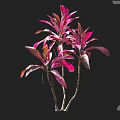 Vibrant Pink and Purple Foliage Plant With Slender Stems For Indoor Decoration