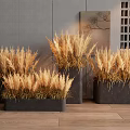 Black Flower Planters With Golden Ornamental Grass In Modern Indoor Interior
