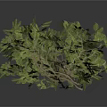 Natural Green Vine Plant with Slender Branches and Curved Decorative Leaves
