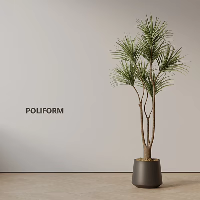 Decorative Indoor Potted Plant With Slender Trunks Green Leaves In Dark Pot Against Light Wall 3d model